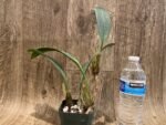 Bulbophyllum longiflorum 'Crown Point' (3” Pot) - Image 4