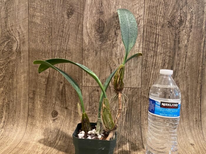 Bulbophyllum longiflorum 'Crown Point' (3” Pot) - Image 4