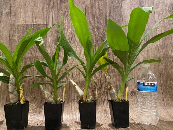 Cycnoches Richard Brandon 'New Year' × Cyc. cooperi (2.25” pot) - Image 6
