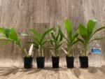 Cycnoches Richard Brandon 'New Year' × Cyc. cooperi (2.25” pot) - Image 8