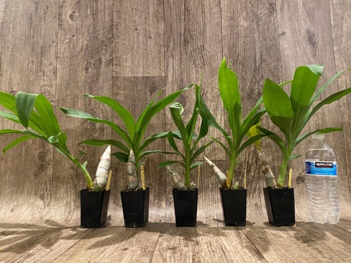 Cycnoches Richard Brandon 'New Year' × Cyc. cooperi (2.25” pot) - Image 8