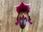 Paphiopedilum Lorraines Pride x fairrieanum