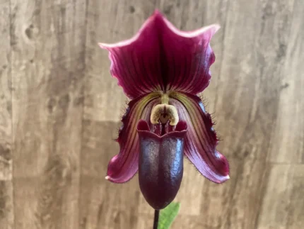 Paphiopedilum Lorraines Pride x fairrieanum