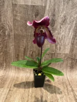 In Bloom Paphiopedilum Lorraines Pride x fairrieanum (2” pot) - Image 3