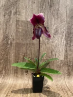 In Bloom Paphiopedilum Lorraines Pride x fairrieanum (2” pot) - Image 2
