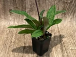 In Bloom Paphiopedilum Lorraines Pride x fairrieanum (2” pot) - Image 10