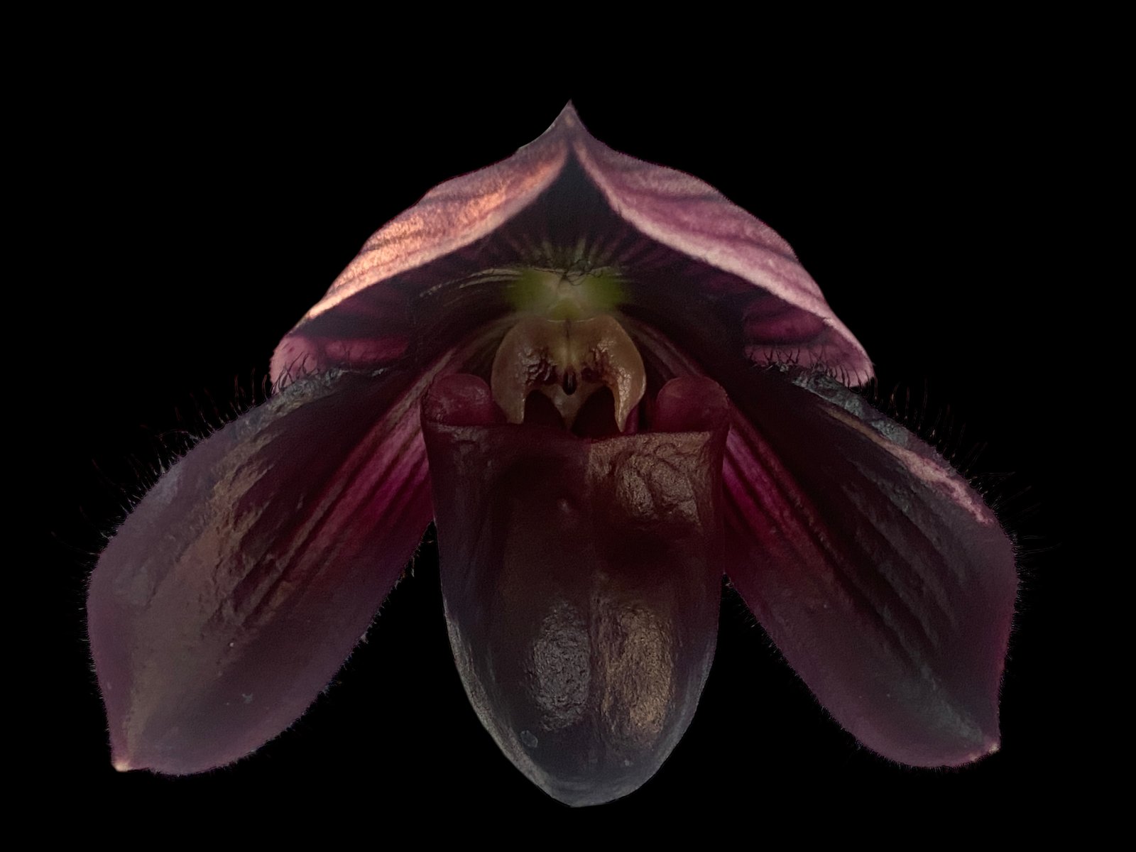 QF Wainani x Lorraine Pride (1) In Spike - Paphiopedilum QF Wainani x Lorraine Pride (3.5” pot) - Image 1