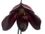 In Spike - Paphiopedilum QF Wainani x Lorraine Pride (3.5” pot) - Image 8