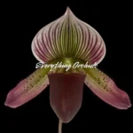 Paphiopedilum Calico Kitty x superbiens v. curtsii