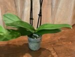 Double Spikes - Dtps. Little Gem Stripes (3.5" pot) - Image 7