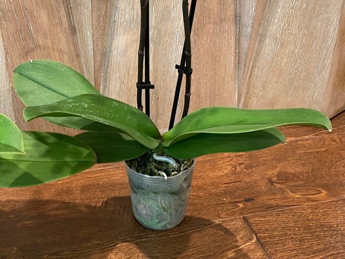 Double Spikes - Dtps. Little Gem Stripes (3.5" pot) - Image 7