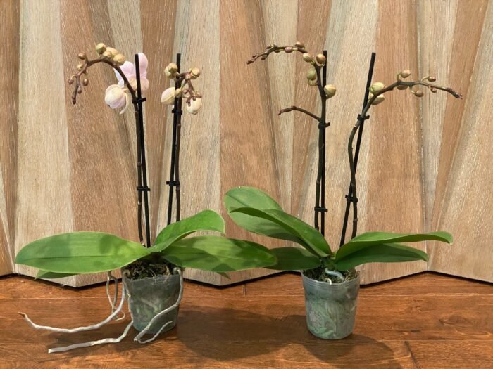 Double Spikes - Dtps. Little Gem Stripes (3.5" pot) - Image 2