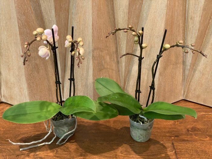 Double Spikes - Dtps. Little Gem Stripes (3.5" pot) - Image 3