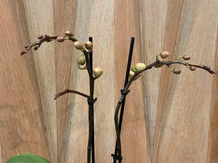 Double Spikes - Dtps. Little Gem Stripes (3.5" pot) - Image 5