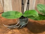 Double Spikes - Dtps. Little Gem Stripes (3.5" pot) - Image 6