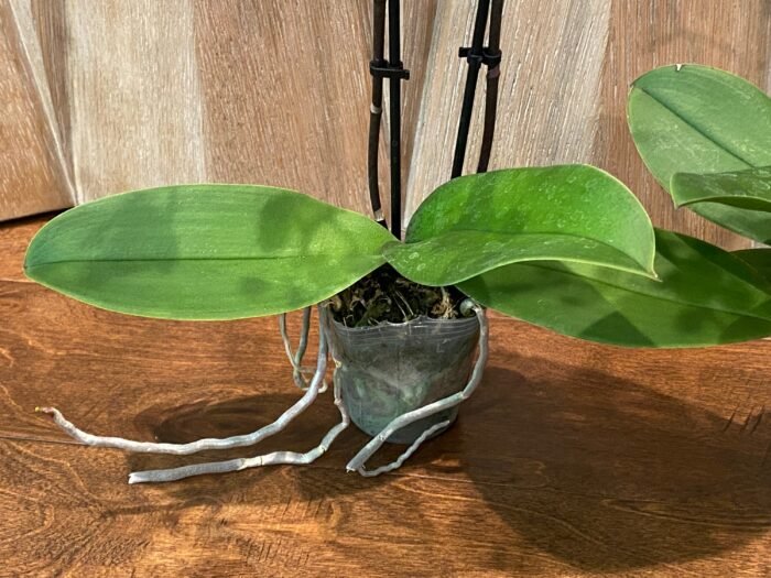 Double Spikes - Dtps. Little Gem Stripes (3.5" pot) - Image 6