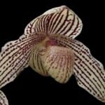Paphiopedilum Mark Hasegawa 3 Growths (3.5” pot)