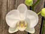 Double Spikes Phalaenopsis Dtps. Long Pride Snowboard Double Plants (4" pot) - Image 2