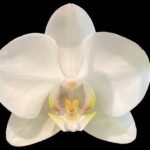 Double Spikes Phalaenopsis Dtps. Long Pride Snowboard Double Plants (4" pot)