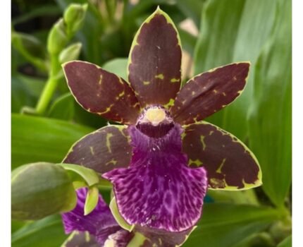 Zygopetalum Advance Australia AMAOS Fragrant (3.5” pot)