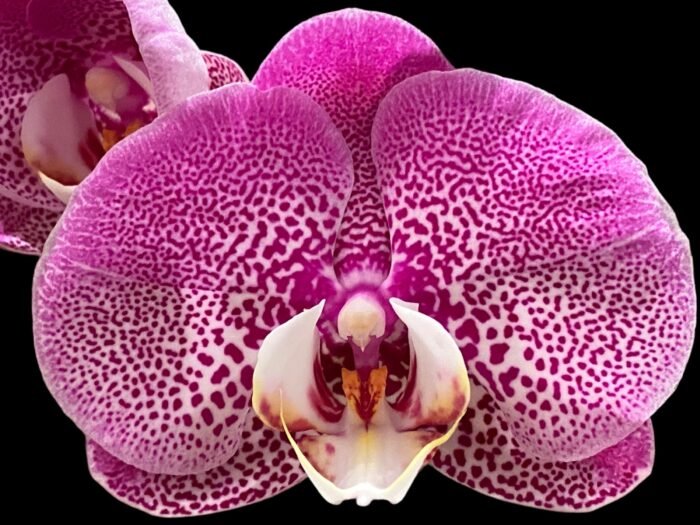 In Spikes Phalaenopsis Jillion (4" Pot) - Image 1