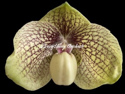Paph. leucochilum x hangianum Large Flower 2 Growths (2" pot)