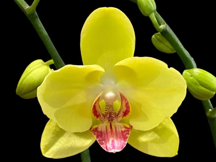 Phalaenopsis Lianher Golden Beauty (4.5" pot) - Image 2