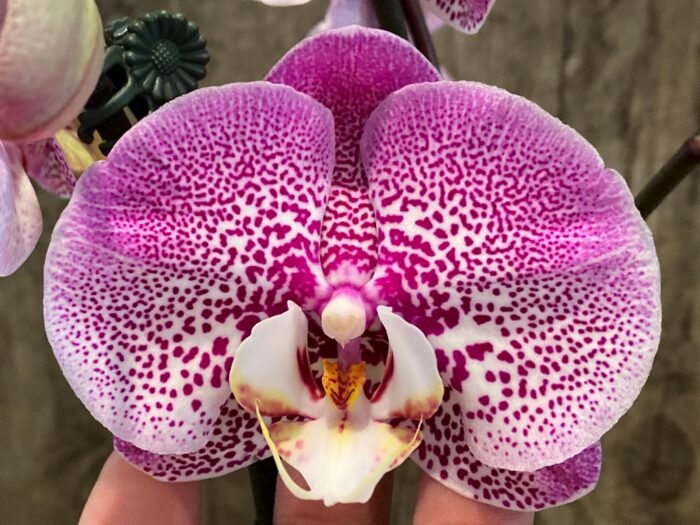 In Spikes Phalaenopsis Jillion (4" Pot) - Image 4