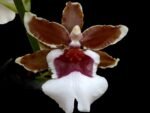 Oncidium Pacific Pagan 'Kilauea'