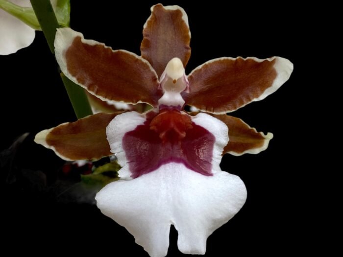 Oncidium Pacific Pagan 'Kilauea'