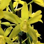 Grammatocymbidium Memoria Nathan Newman