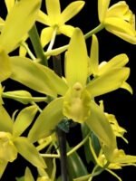 Grammatocymbidium Memoria Nathan Newman