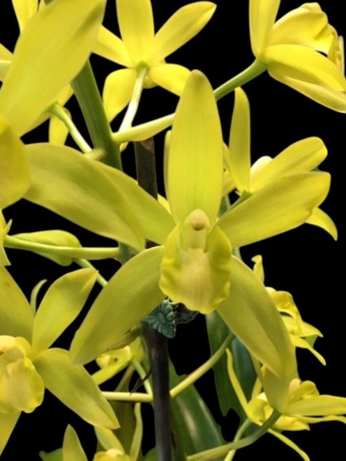 Grammatocymbidium Memoria Nathan Newman