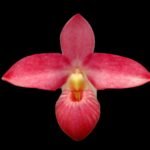 In Spike Phragmipedium Barbara LeAnn (Phrag. besseae x Phrag. fischeri) (3.5" pot)