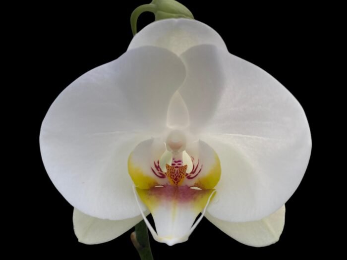 Phalaenopsis Dtps I-Hsin Polar Bear (3.5" pot) - Image 1