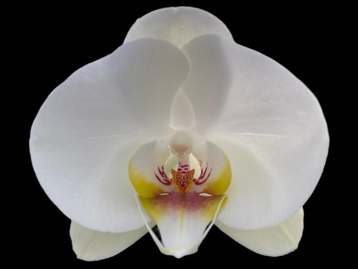 Phalaenopsis Dtps I-Hsin Polar Bear (3.5" pot) - Image 2