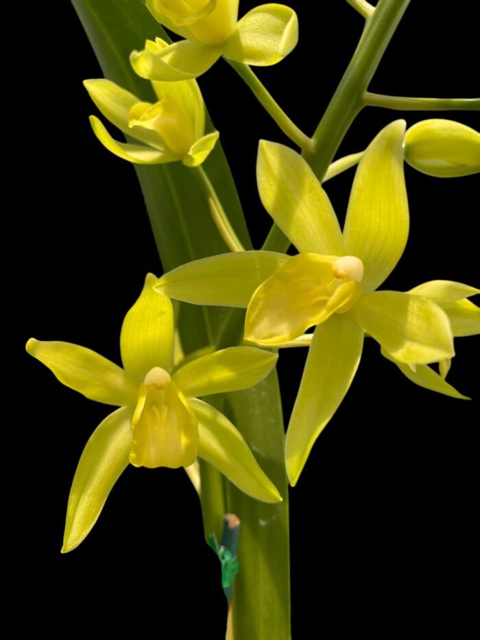 Grammatocymbidium Memoria Nathan Newman (4” Pot) - Image 2