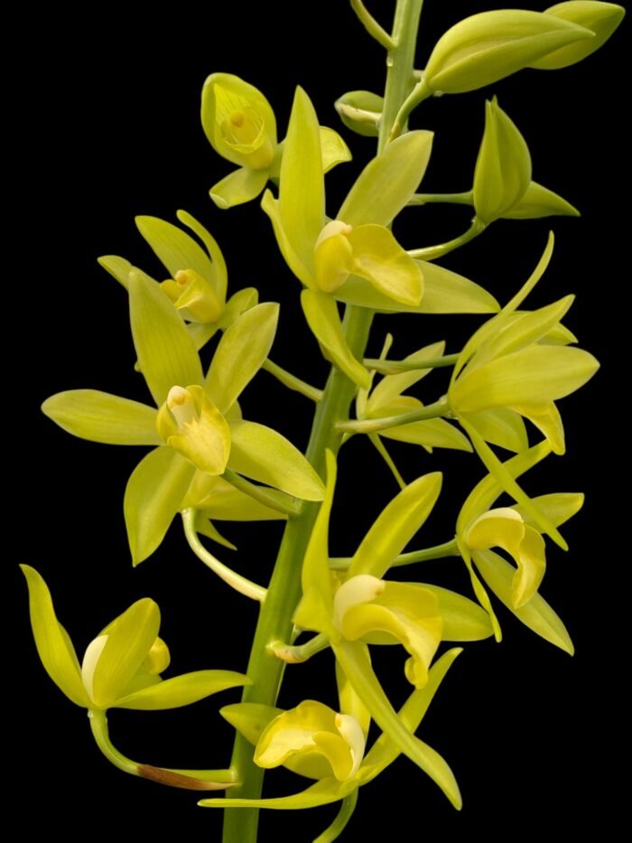 Grammatocymbidium Memoria Nathan Newman (4” Pot) - Image 3