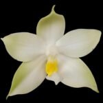Fragrant - Phalaenopsis bellina alba x sib (3” pot)