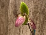 In Bud Paphiopedilum sangii x liemianum (3.5” Pot) - Image 2