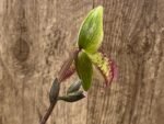 In Bud Paphiopedilum sangii x liemianum (3.5” Pot) - Image 3