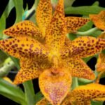 Cycnodes Leopard's Gold (Cyc. warscewicil x Cycd. Freckled Sweetheart 'JEM'")