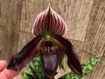 Double Spikes - Paph. Avenue Azhar x QF Voodoo (3.5” pot) - Image 2