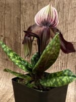 Double Spikes - Paph. Avenue Azhar x QF Voodoo (3.5” pot) - Image 3