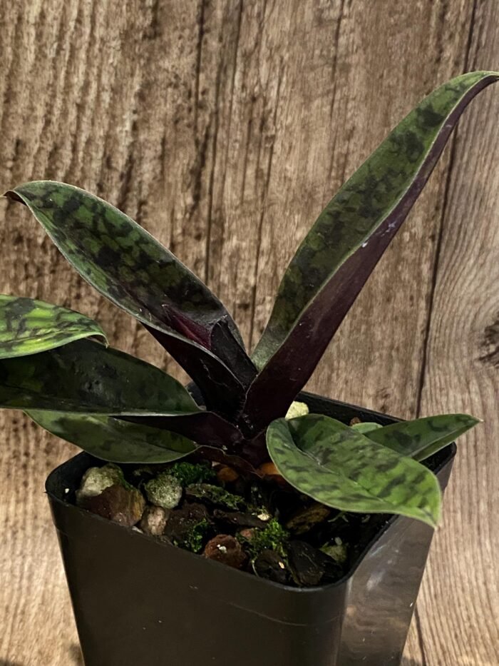 In Spike/ Bud Paphiopedilum QF Space Walk (QF Voodoo × Avenue Azhar) (3.5” pot) - Image 6