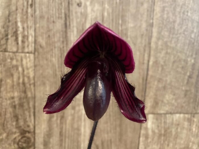In Spike Paphiopedilum QF Ka'ehukai x fairrieanum (2” pot) - Image 2