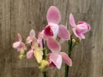 Double Spike Phalaenopsis I-Hsin Phoenix Jewelry Peloric (4.5" pot) - Image 5