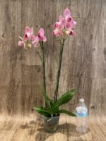 Double Spike Phalaenopsis I-Hsin Phoenix Jewelry Peloric (4.5" pot) - Image 7