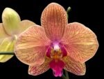 Double Spike Phalaenopsis I-Hsin Orange Pie (4.5" pot) - Image 2