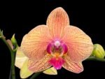Double Spike Phalaenopsis I-Hsin Orange Pie (4.5" pot)